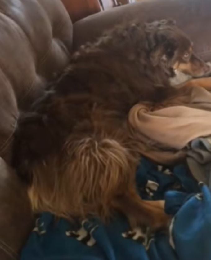 mad brown dog