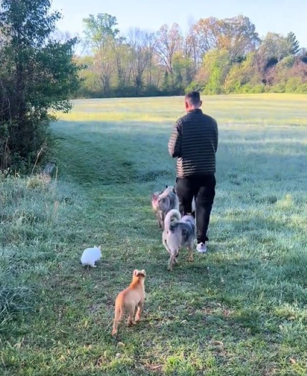 man and dogs walking together