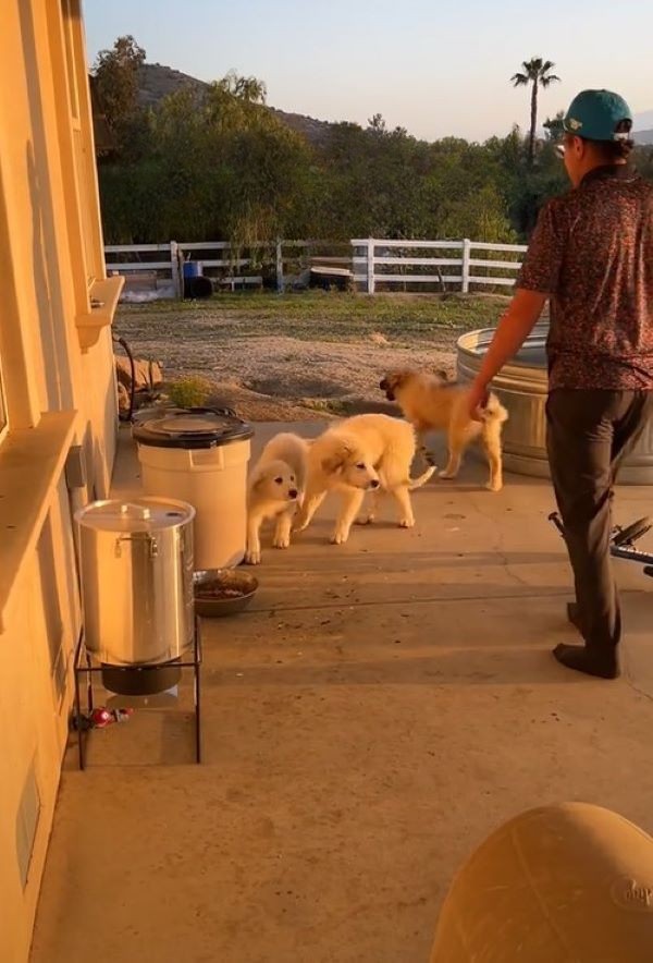 man and three white dogs