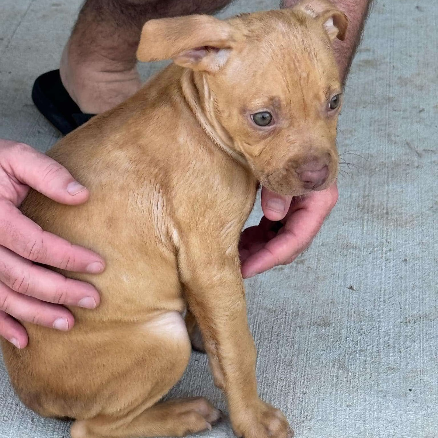 man and tiny brown puppy