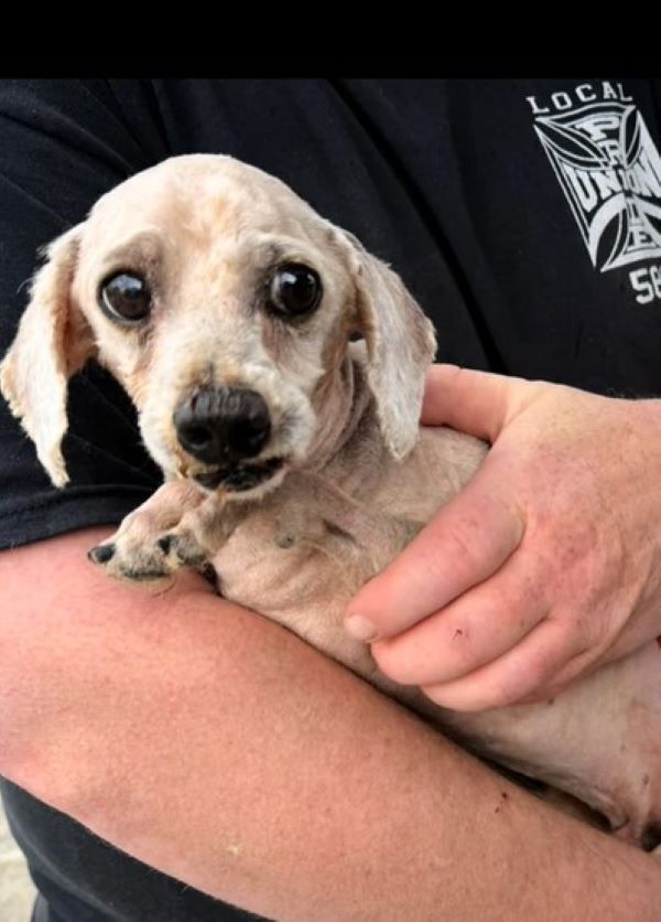 man holding a little puppy
