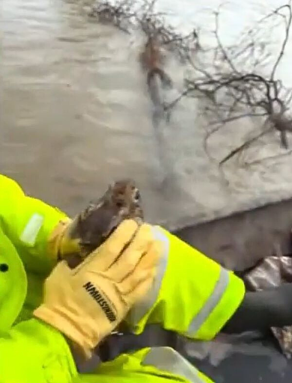 man saving a rabbit