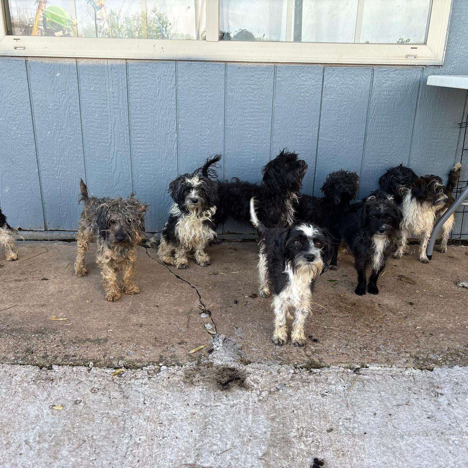 many cute puppies