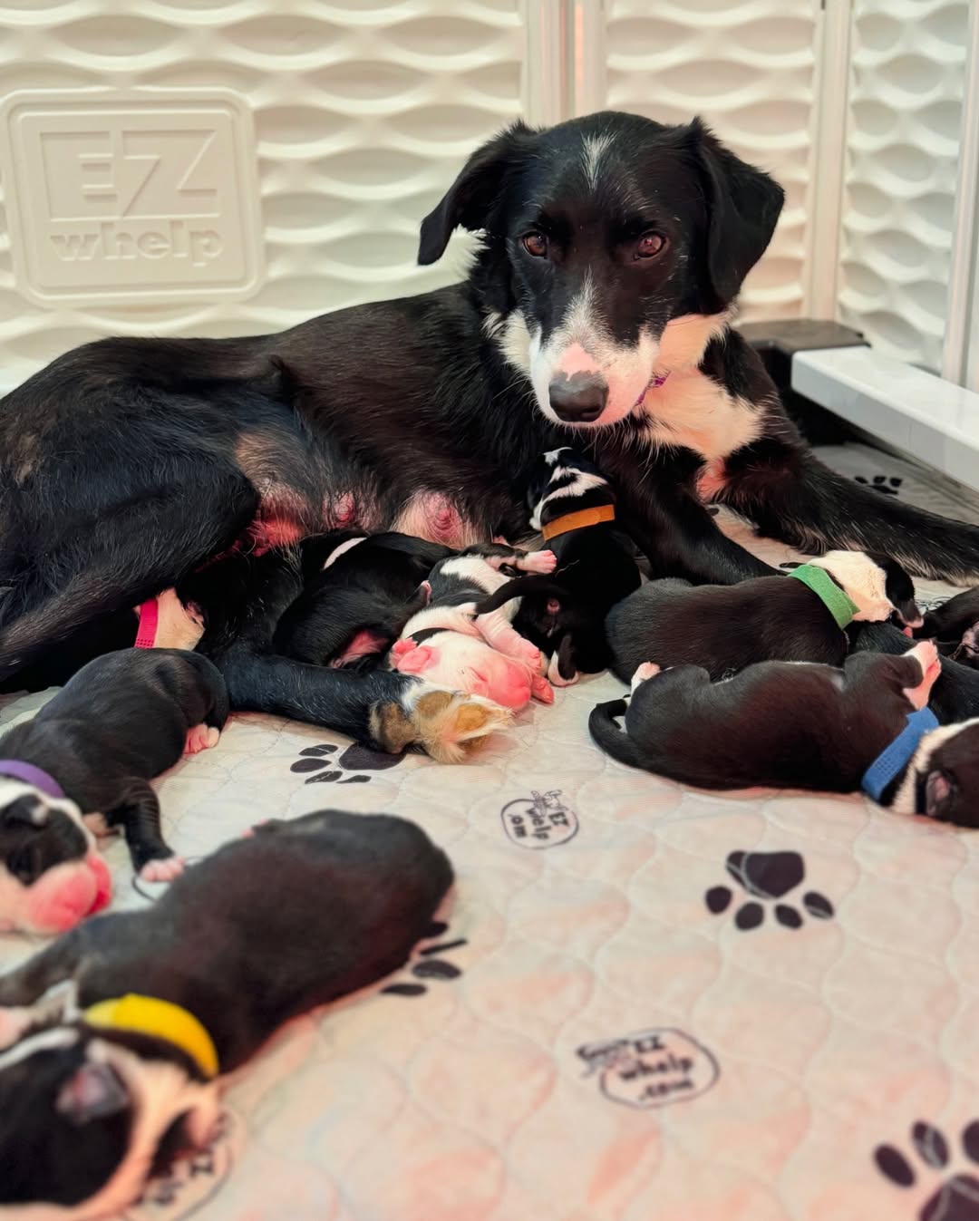 mother dog and newborns