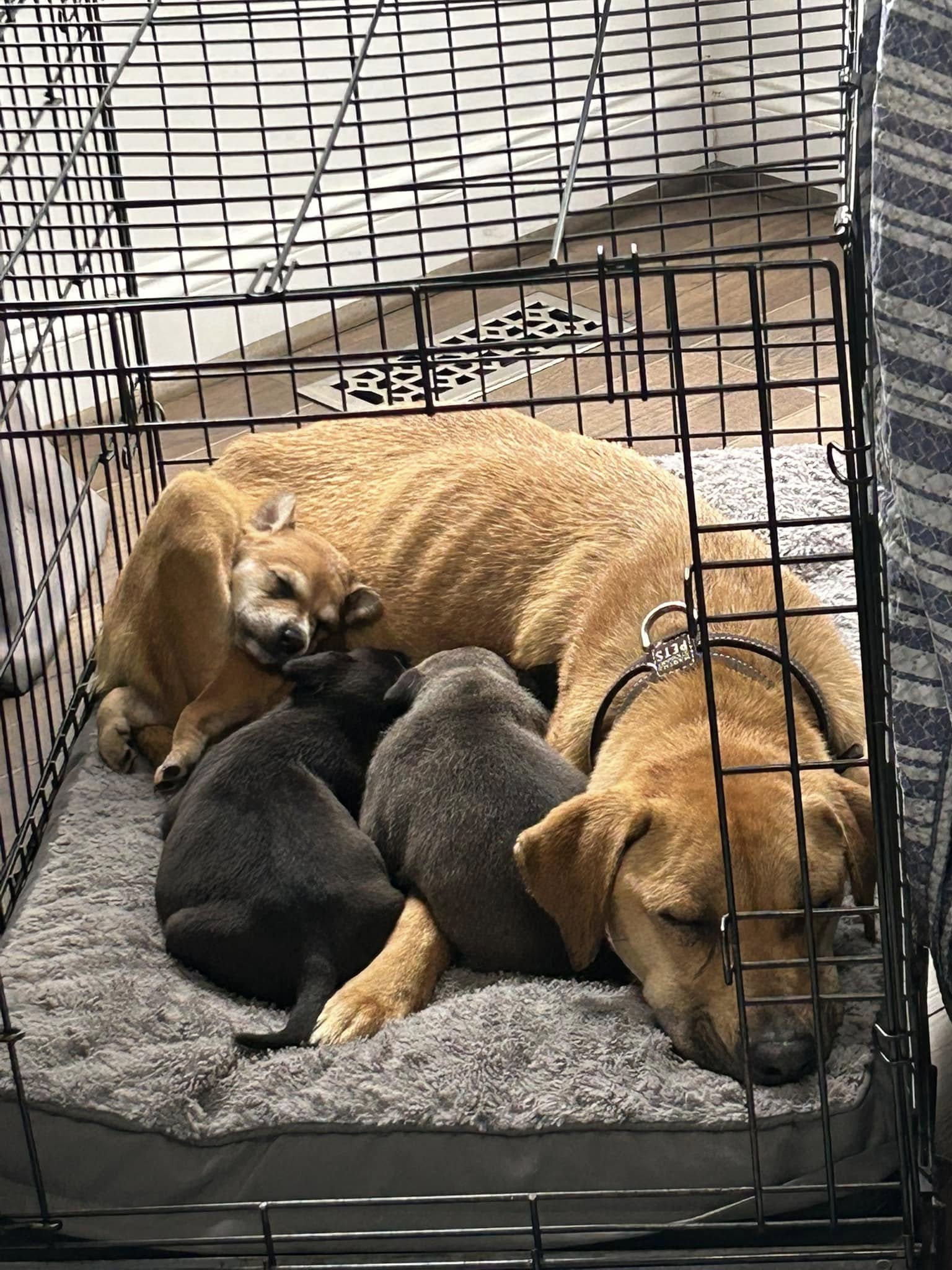 mother dog and puppies sleeping