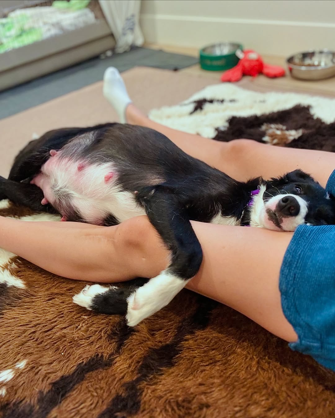 mother dog laying on owner