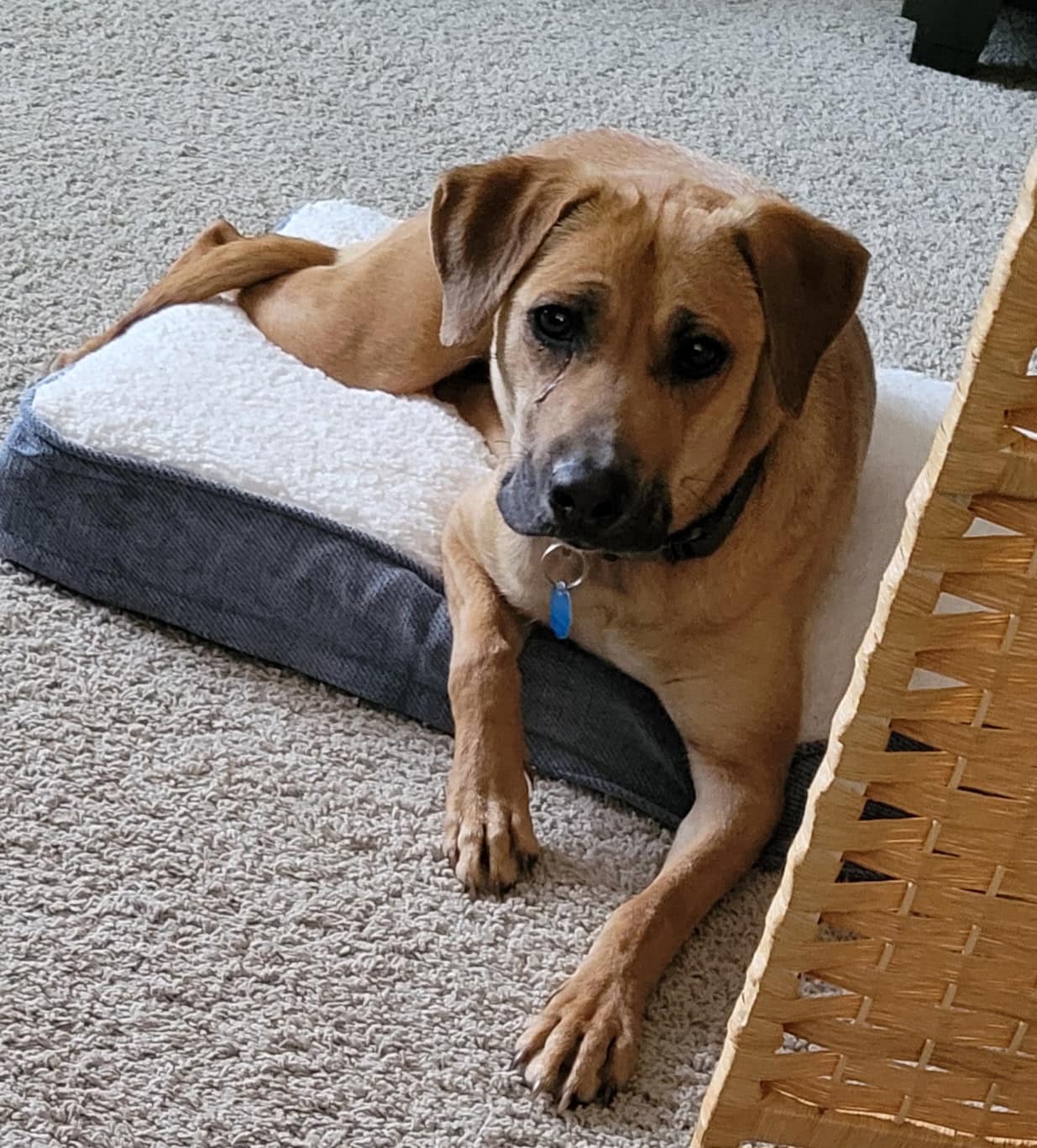 mother dog laying on rug