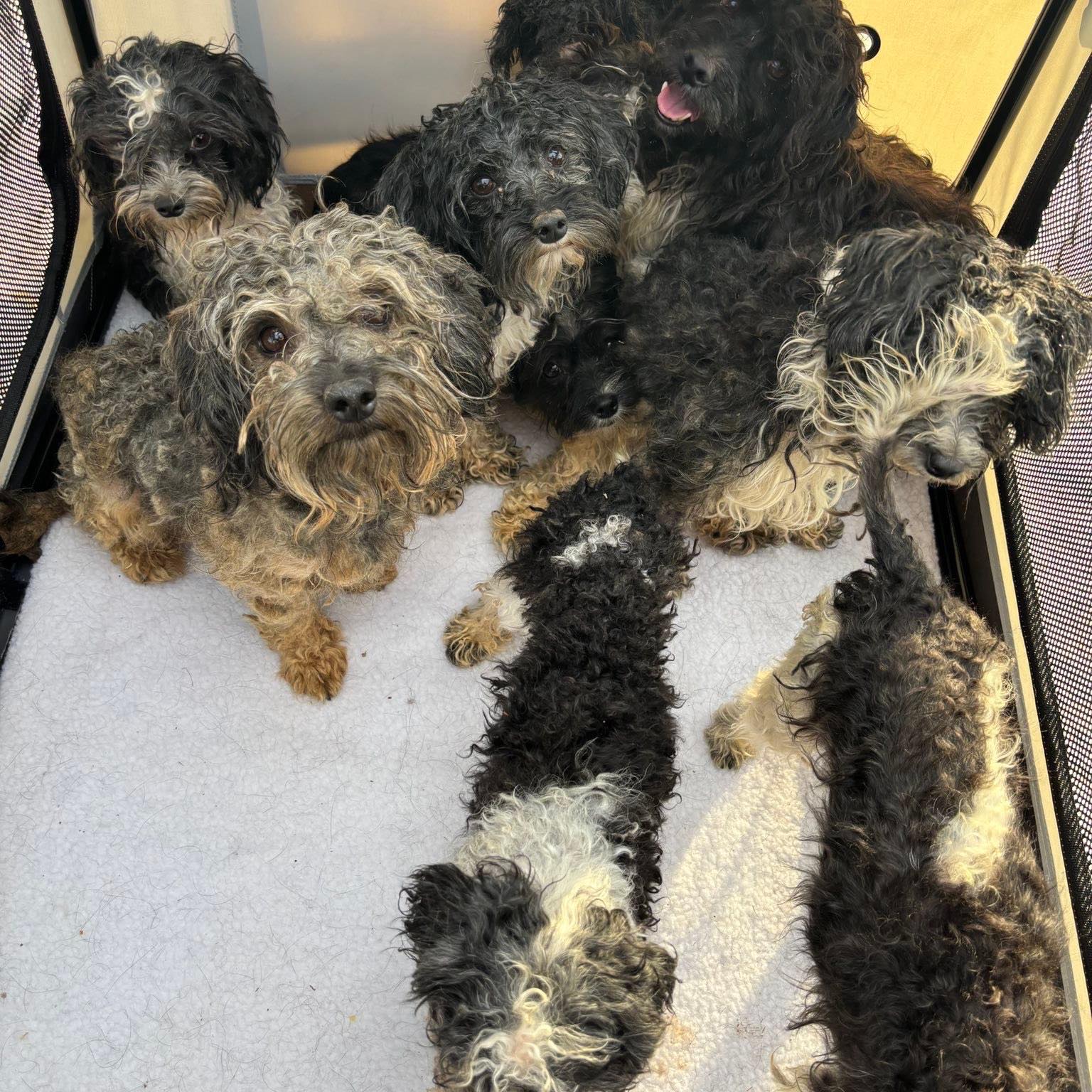 neglected puppies