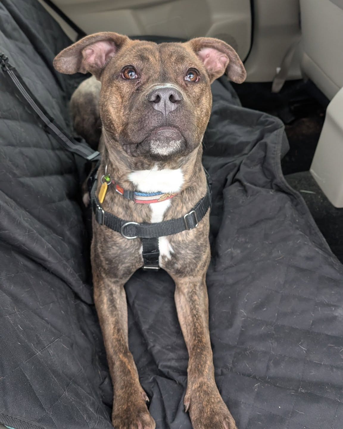 overlooked dog in car