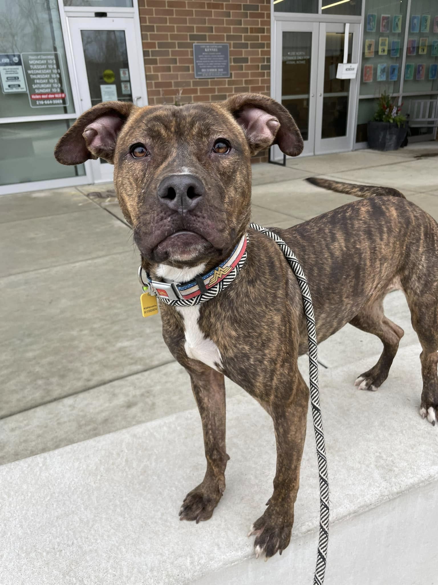 overlooked dog