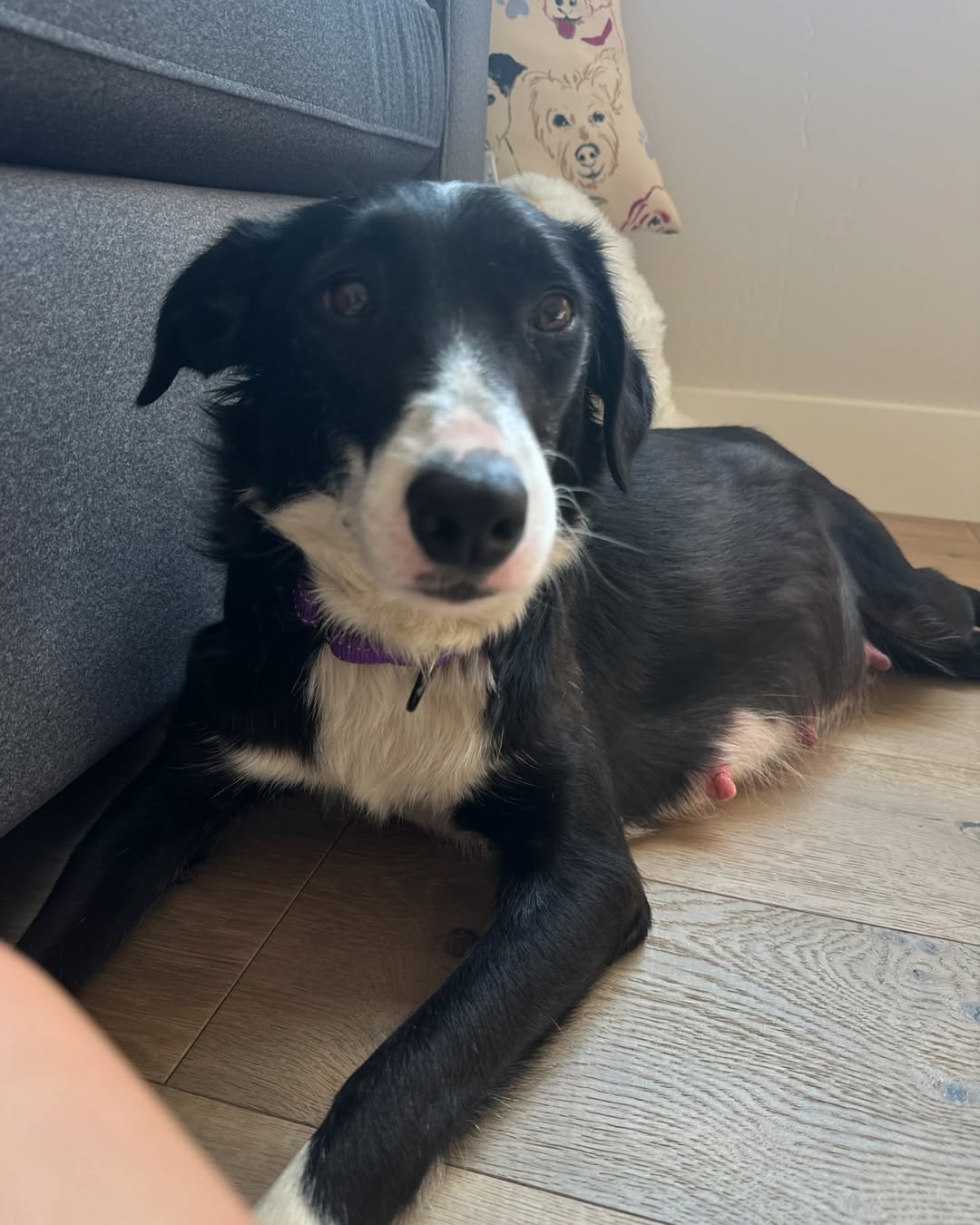pregnant dog laying down