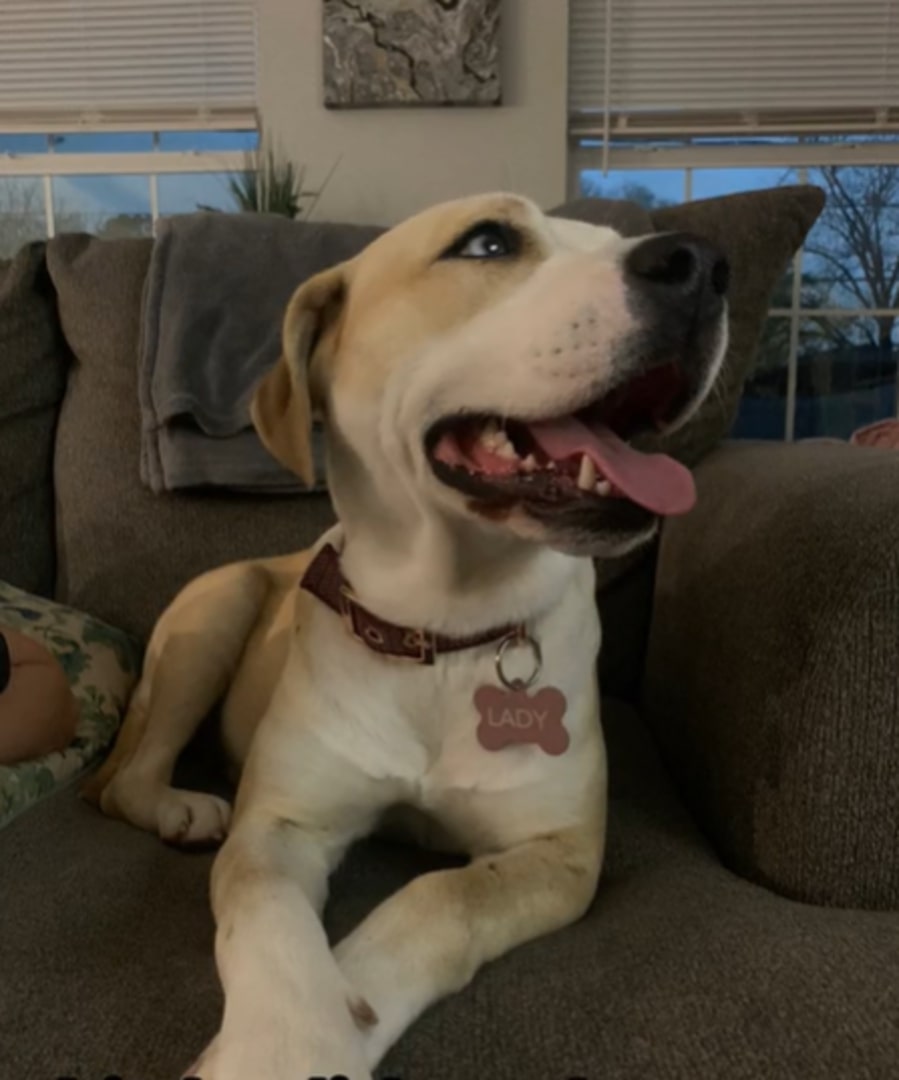 pregnant dog laying on couch