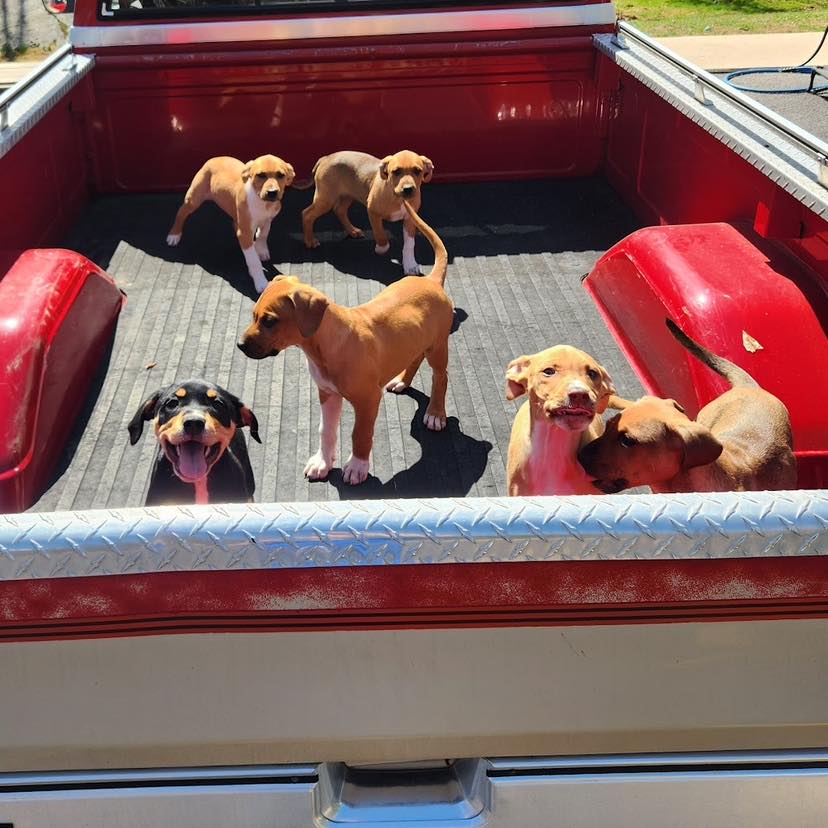 puppies in truck