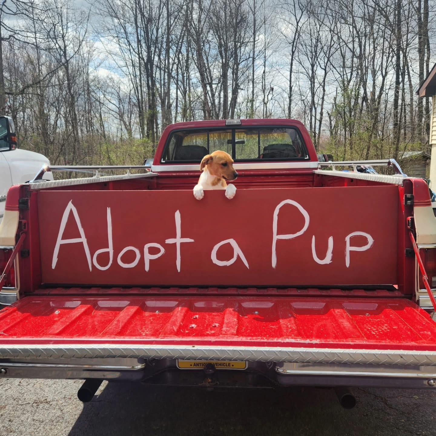 puppy in truck