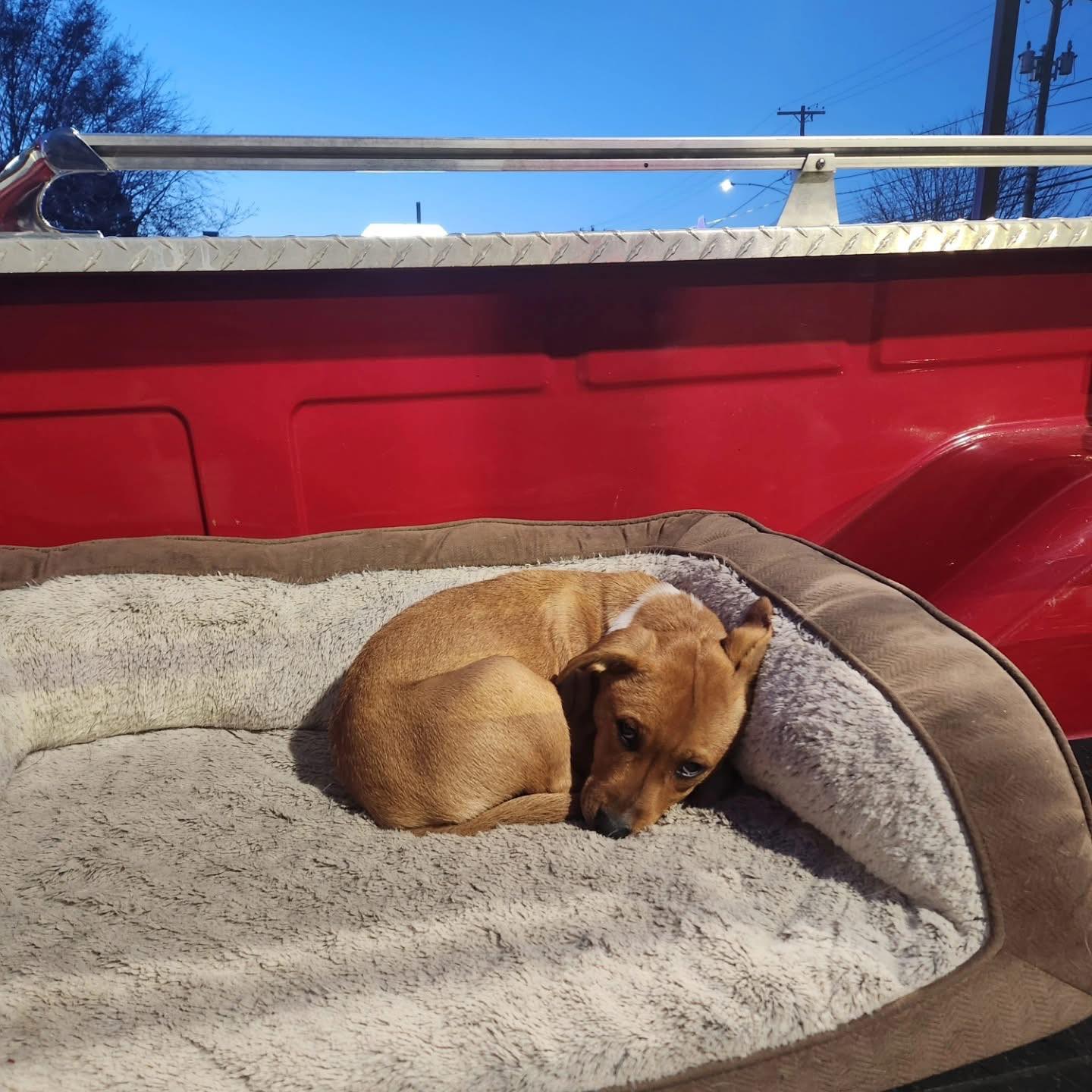 puppy laying in truck