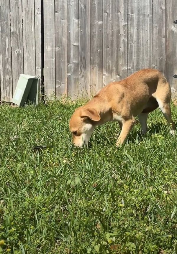 puppy walking on grass
