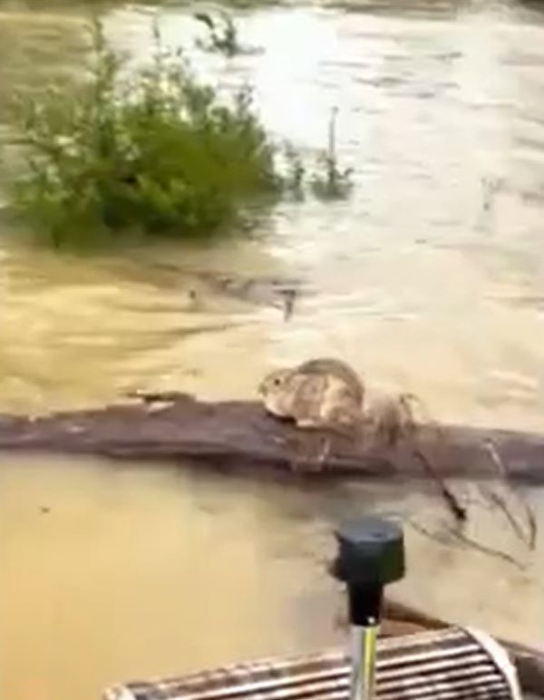 rabbit on log