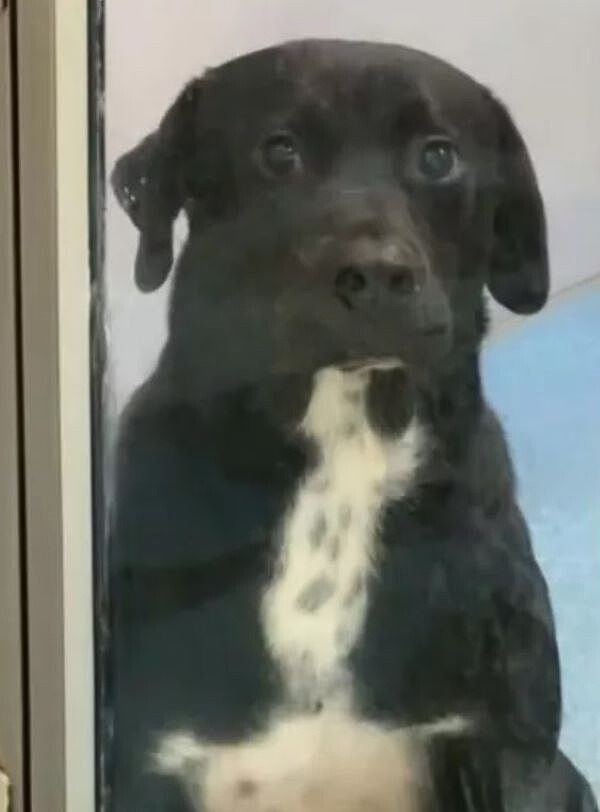 sad shelter dog