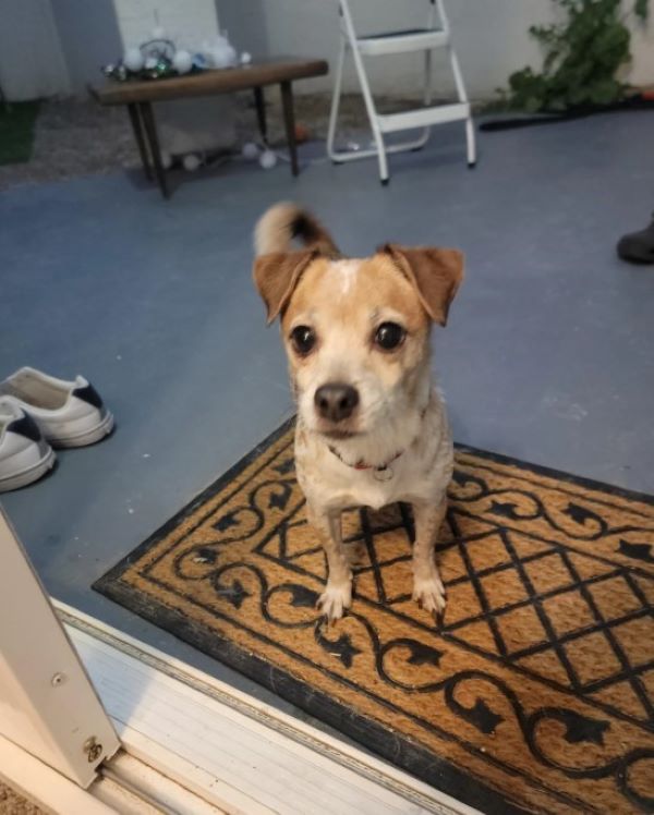 scared tiny dog