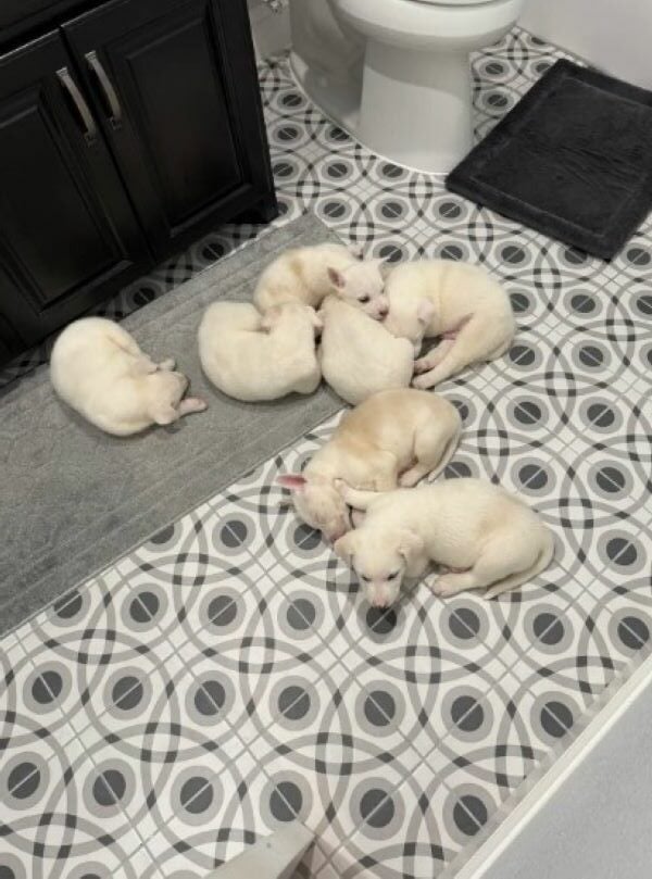 seven white puppies