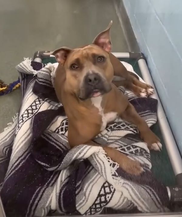 shelter dog laying down