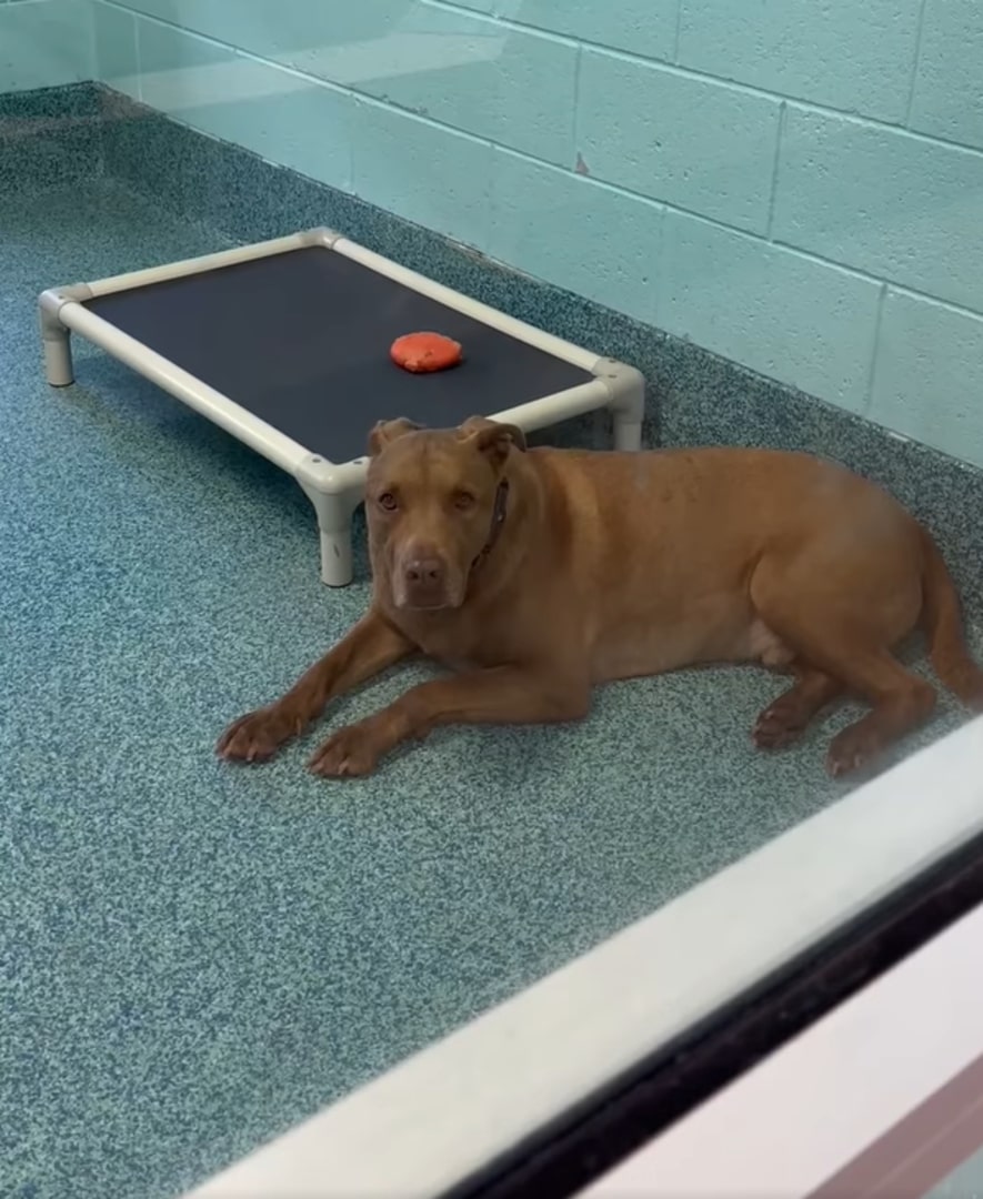 shelter dog