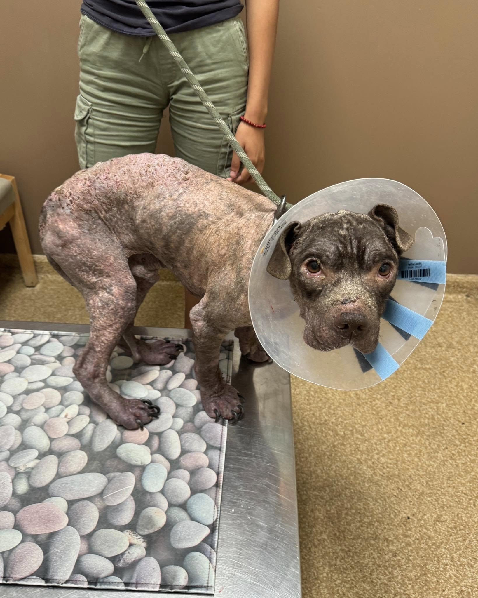 sick and bald dog