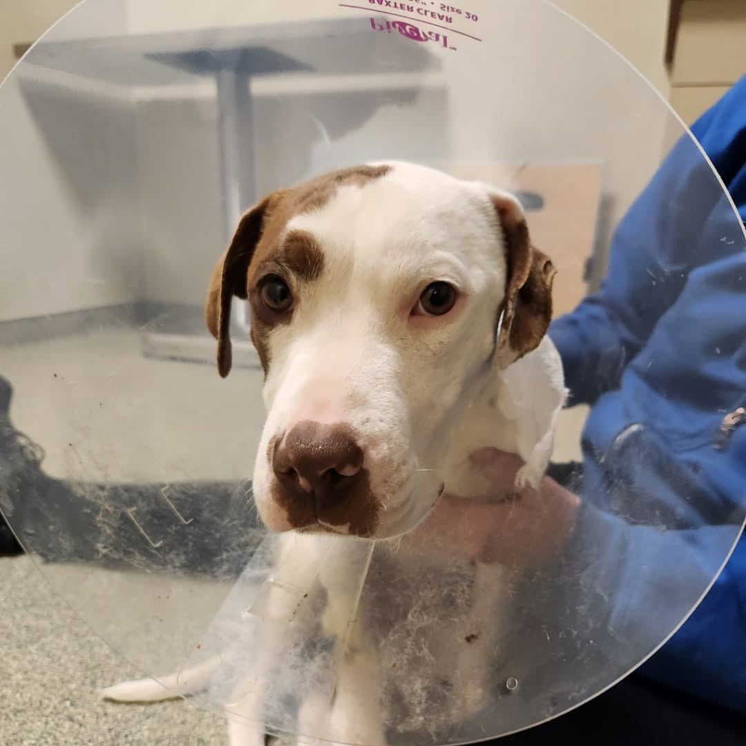 skinny dog at vets