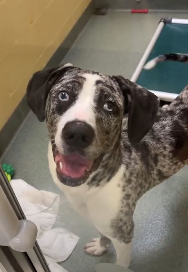 sweet black and white dog