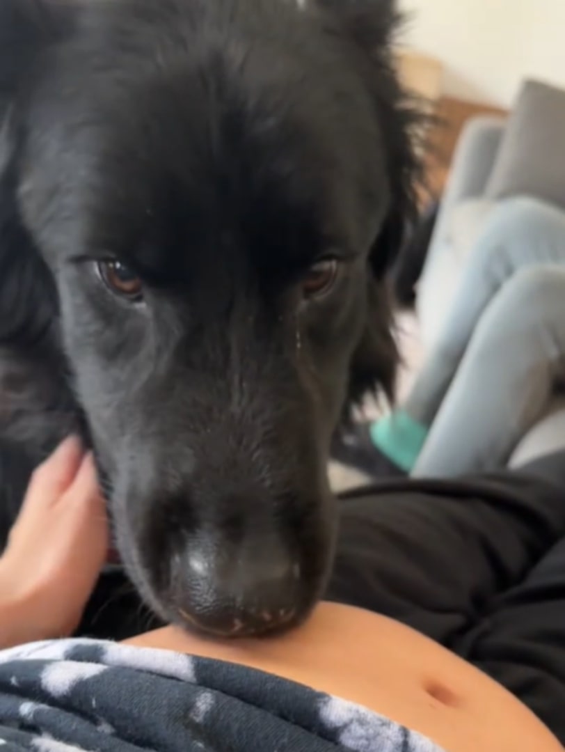 sweet black dog