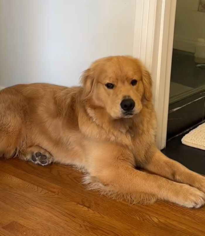 sweet brown dog laying in house