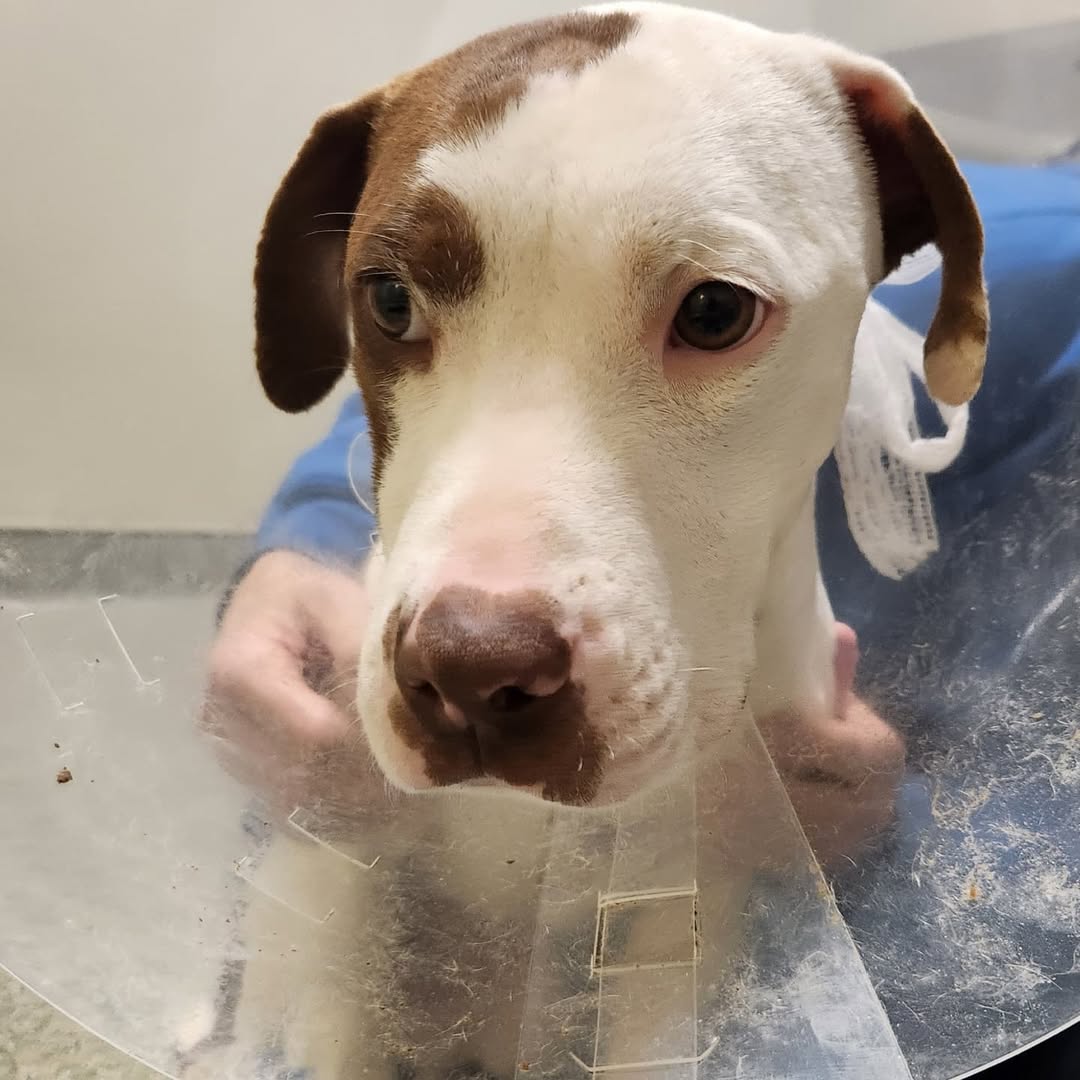 sweet dog at vets