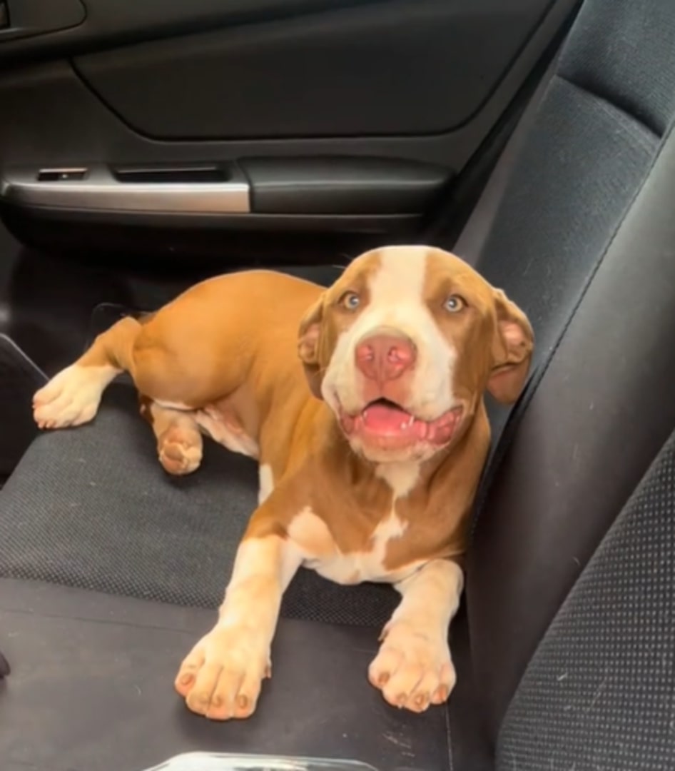 sweet dog in car