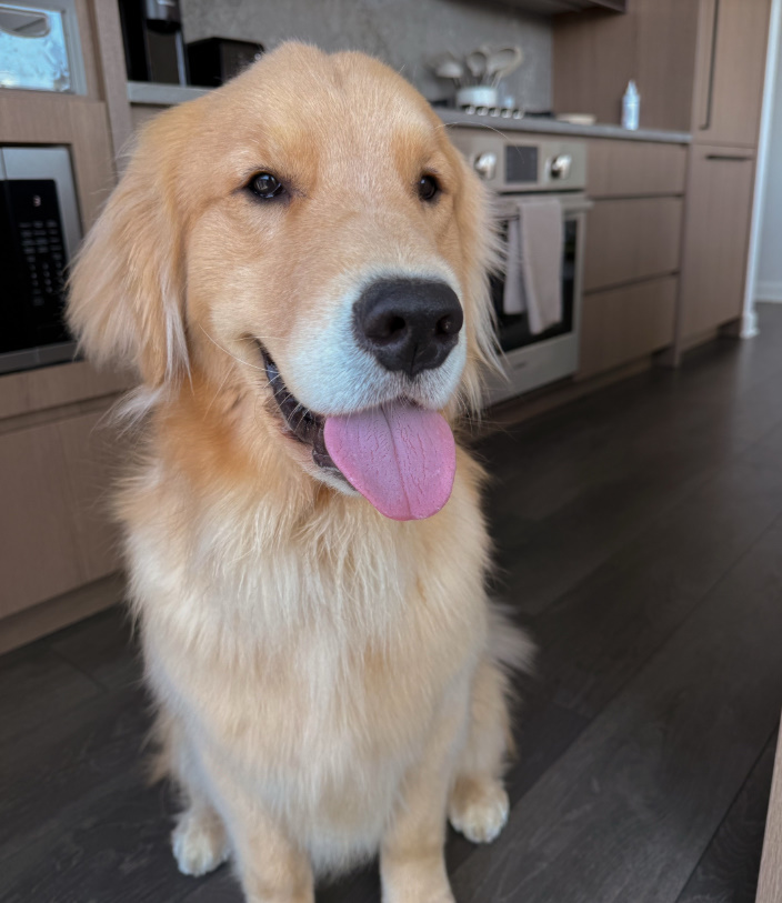 sweet dog in kitchen