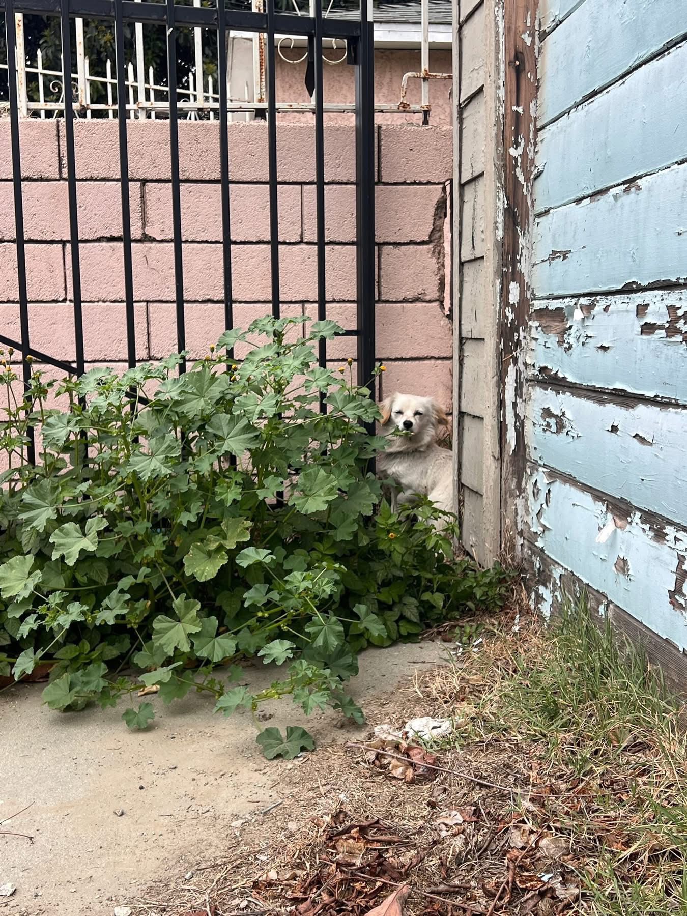 sweet dog sitting in corner
