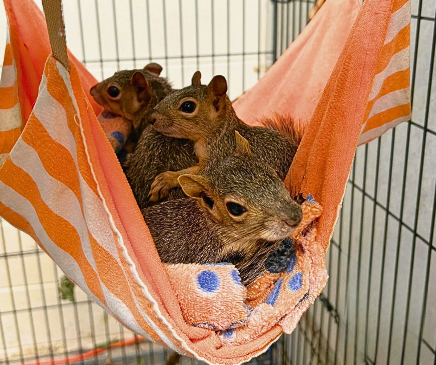 sweet squirrels