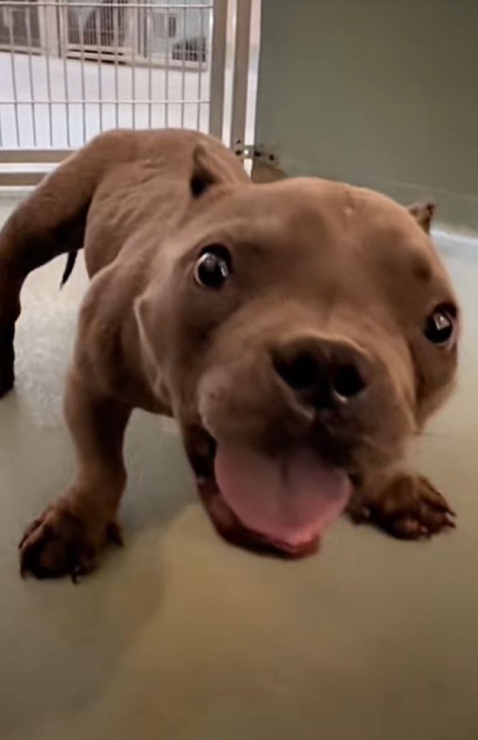 sweet tiny brown puppy