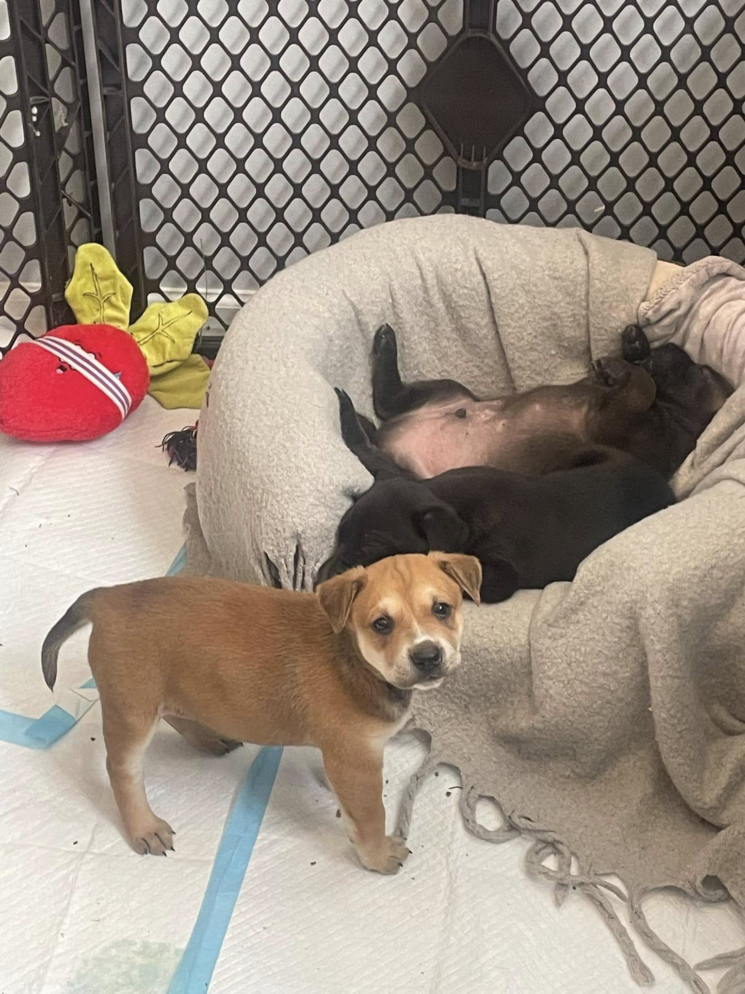 sweet tiny puppies