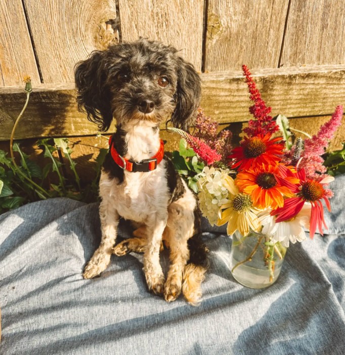 sweet tiny puppy