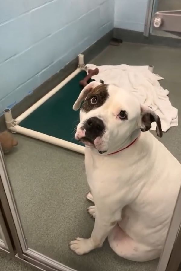 sweet white dog