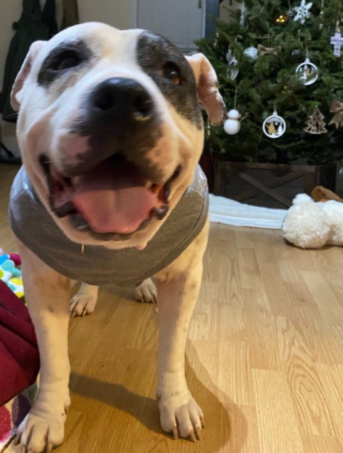 sweet white dog in house