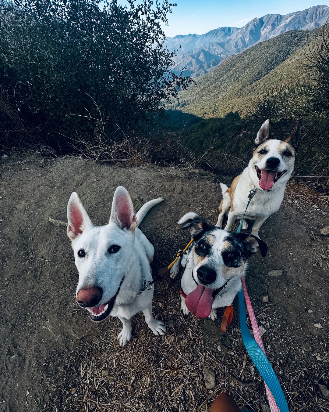 three cute dogs