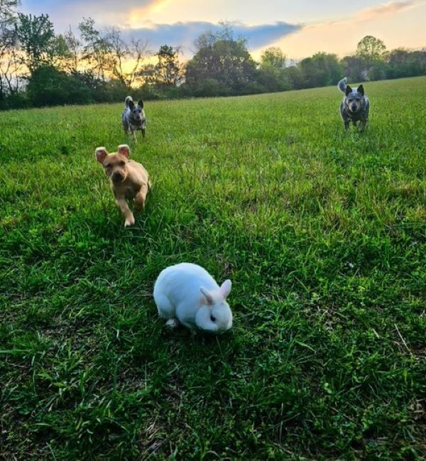 three dogs and bunny