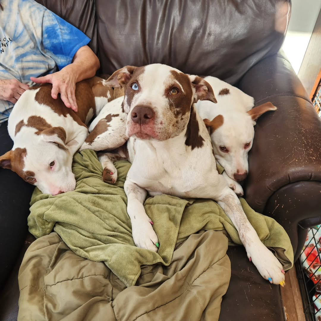 three dogs on couch
