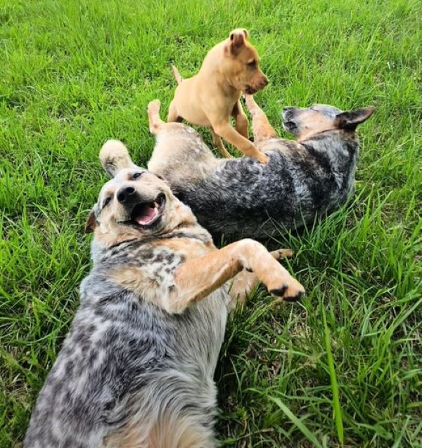 three dogs playing together
