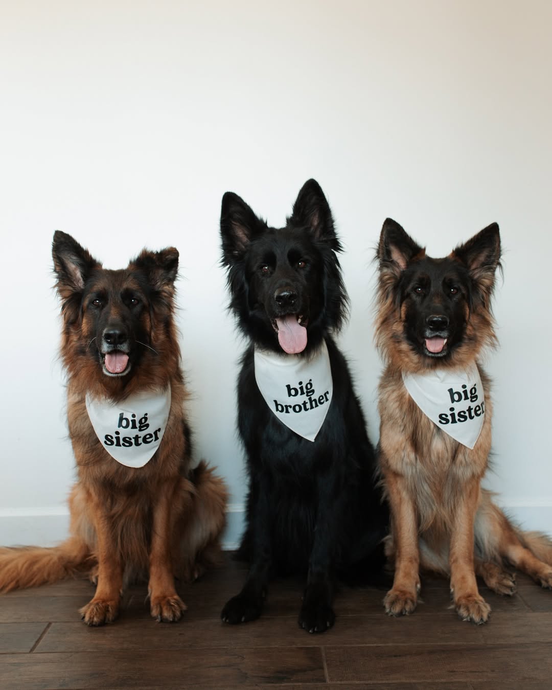 three dogs posing for picture