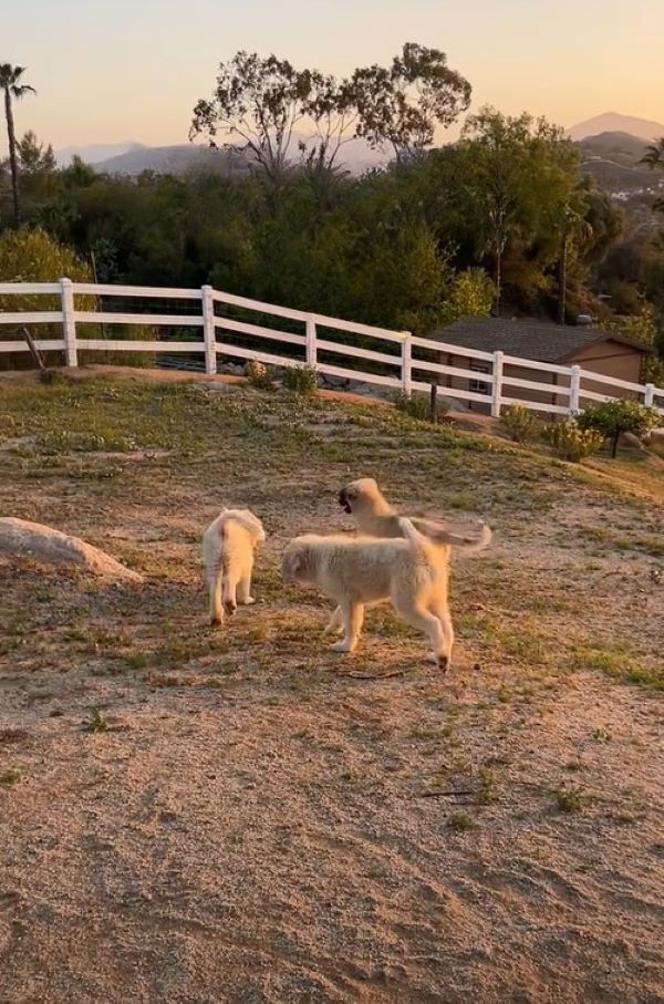three white dogs