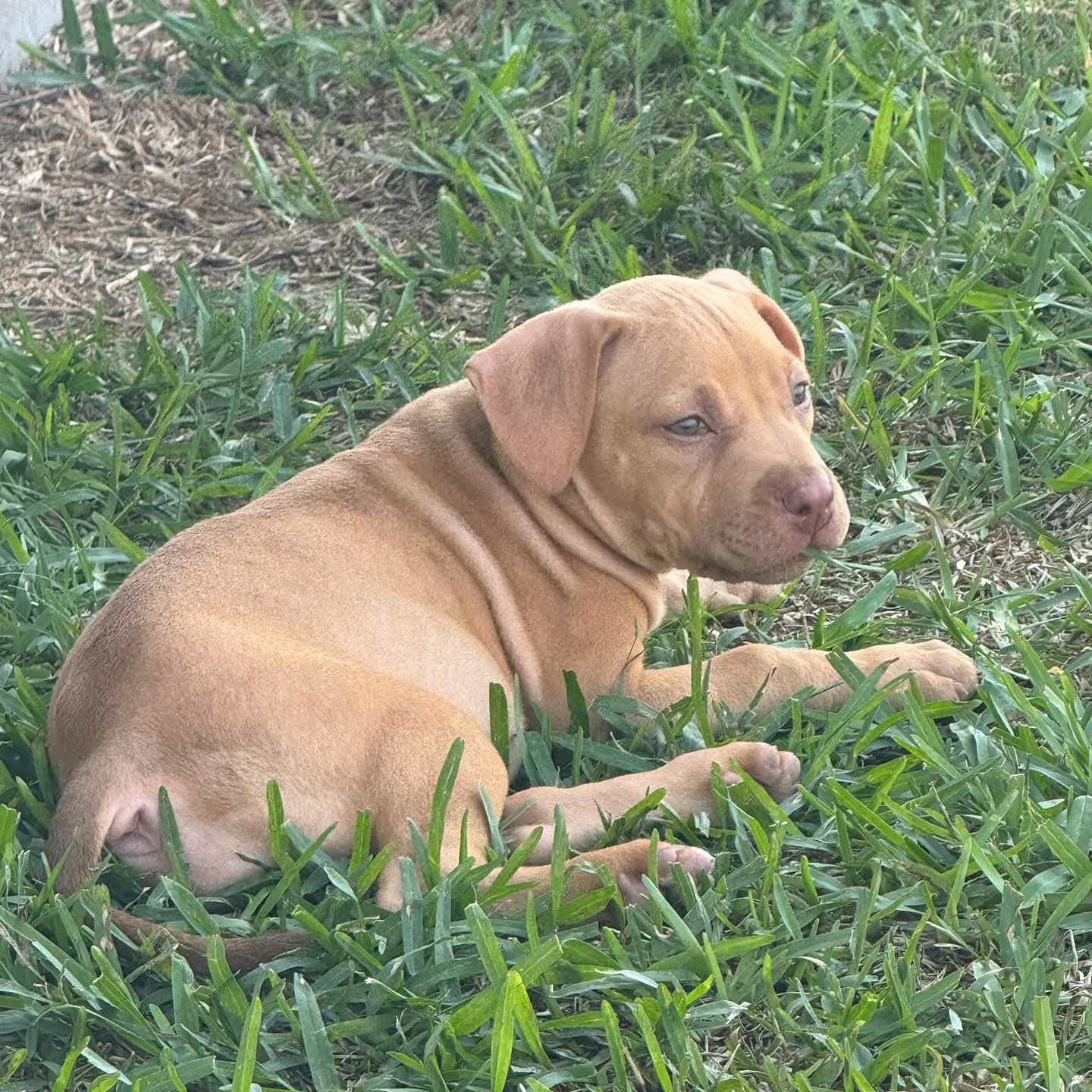tiny brown puppy