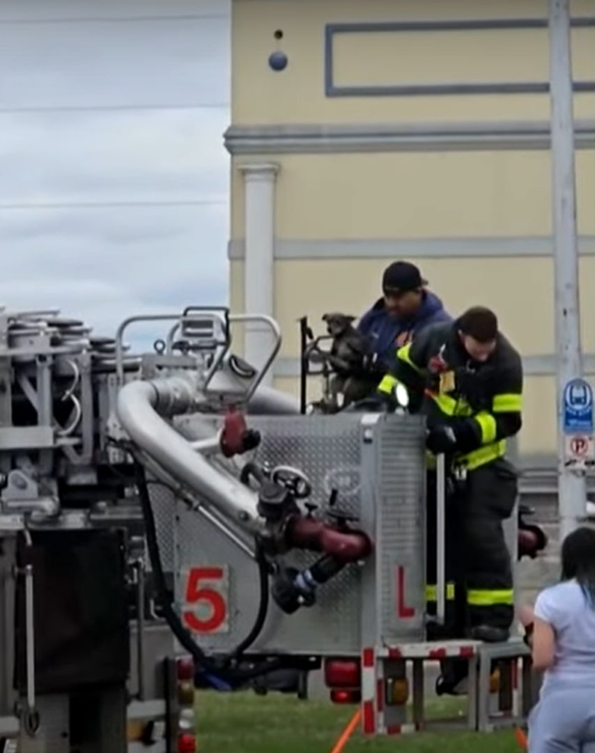tiny dog and firefighters