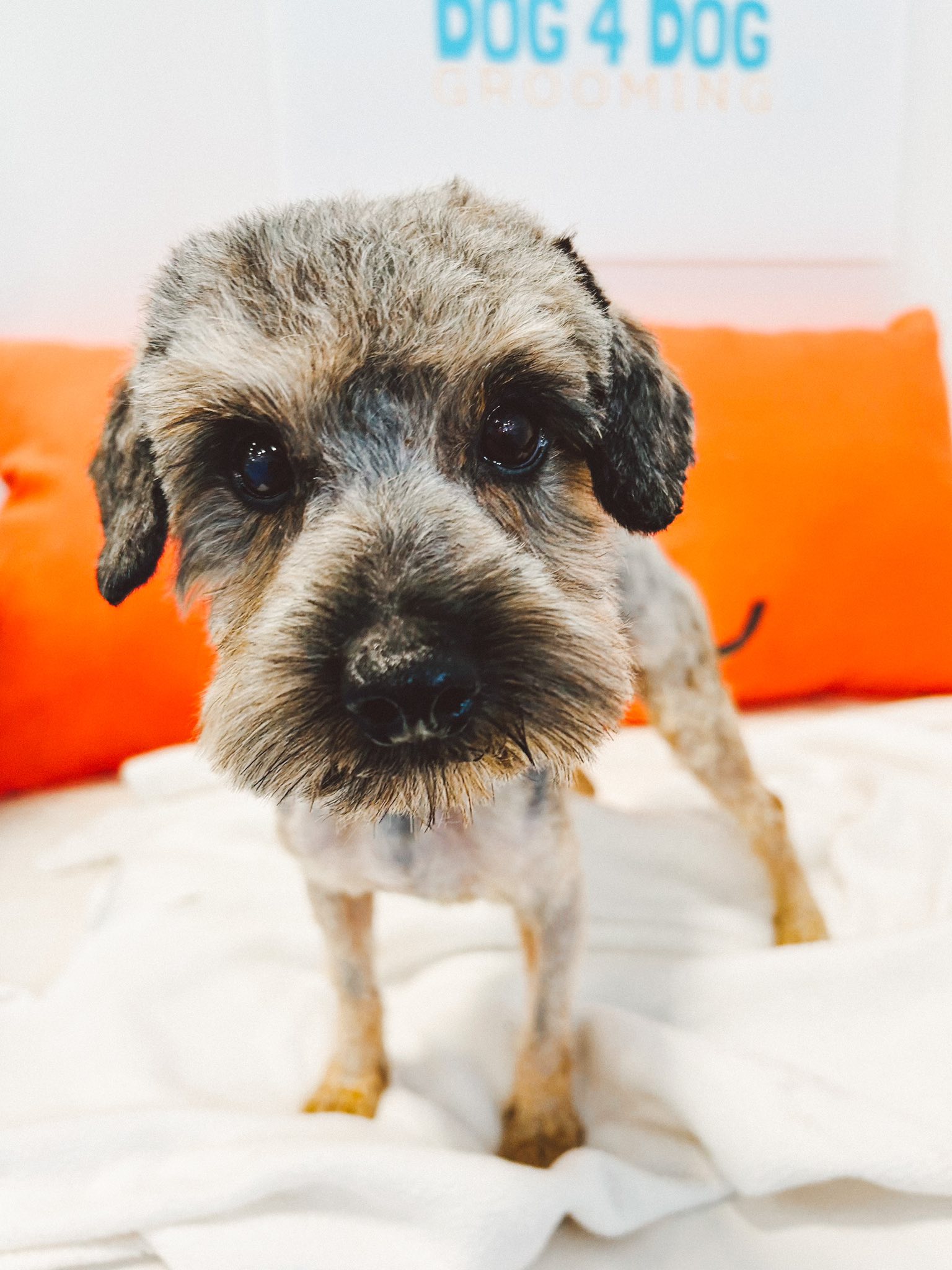tiny shaved dog